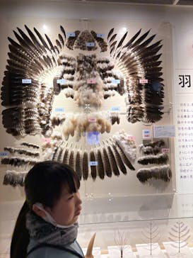 特別展「鳥 ～ゲノム解析が解き明かす新しい鳥類の系統～」国立科学博物館に投稿された画像（2024/12/25）