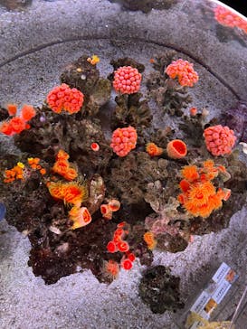 マクセル アクアパーク品川に投稿された画像（2024/12/25）