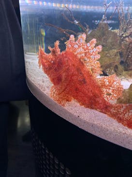 マクセル アクアパーク品川に投稿された画像（2024/12/25）