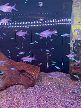 マクセル アクアパーク品川に投稿された画像（2024/12/25）