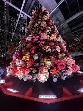 なばなの里に投稿された画像（2024/12/25）