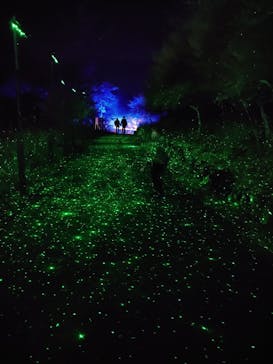 KYOTO ILLUMINATION SYNESTHESIA HILLS るり渓温泉に投稿された画像（2024/12/25）