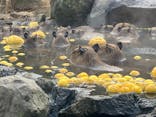 伊豆シャボテン動物公園に投稿された画像（2024/12/26）