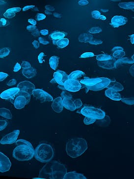 すみだ水族館に投稿された画像（2024/12/25）