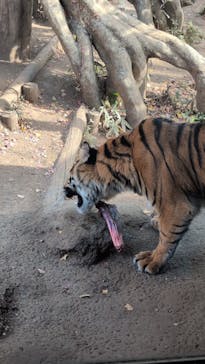 恩賜上野動物園に投稿された画像（2024/12/26）