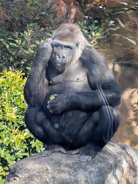 恩賜上野動物園に投稿された画像（2024/12/26）