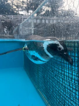 のとじま水族館に投稿された画像（2024/12/26）