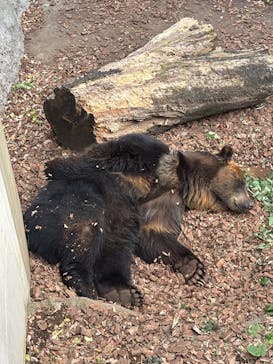 恩賜上野動物園に投稿された画像（2024/12/26）