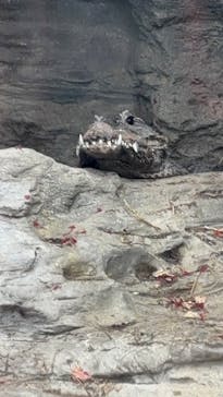 恩賜上野動物園に投稿された画像（2024/12/26）