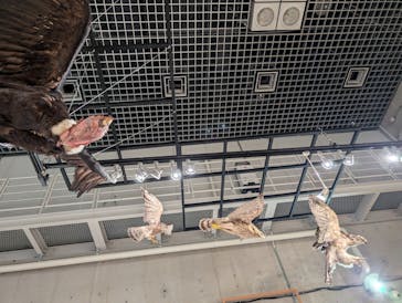 特別展「鳥 ～ゲノム解析が解き明かす新しい鳥類の系統～」国立科学博物館に投稿された画像（2024/12/26）