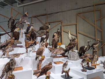 特別展「鳥 ～ゲノム解析が解き明かす新しい鳥類の系統～」国立科学博物館に投稿された画像（2024/12/26）