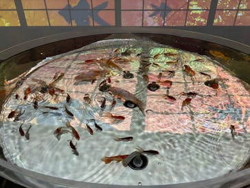 NARA KINGYO MUSEUMに投稿された画像（2024/12/26）