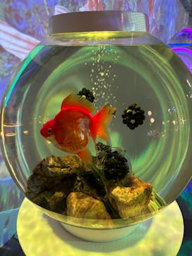 NARA KINGYO MUSEUMに投稿された画像（2024/12/26）