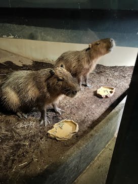 マクセル アクアパーク品川に投稿された画像（2024/12/26）