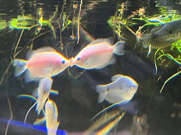 カワスイ 川崎⽔族館に投稿された画像（2024/12/26）