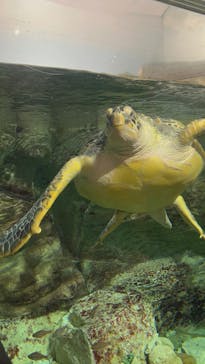 九十九島水族館海きららに投稿された画像（2024/12/26）