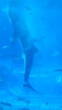 沖縄美ら海水族館に投稿された画像（2024/12/26）