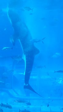 沖縄美ら海水族館に投稿された画像（2024/12/26）