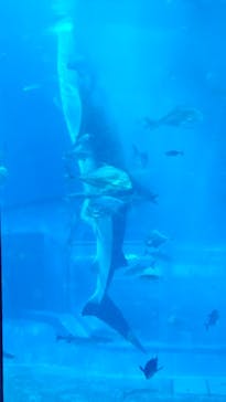沖縄美ら海水族館に投稿された画像（2024/12/26）