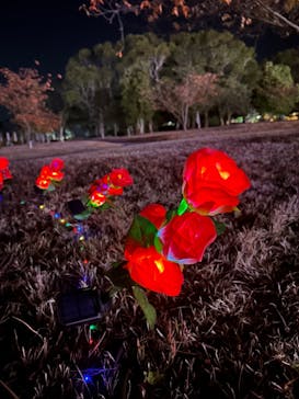 鹿児島イルミナージュに投稿された画像（2024/12/26）