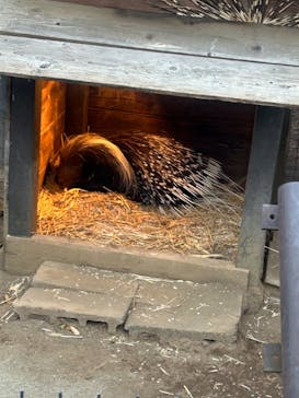 よこはま動物園ズーラシアに投稿された画像（2024/12/26）