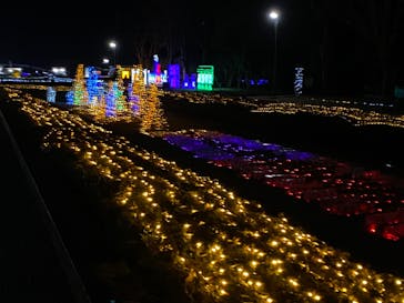 鹿児島イルミナージュに投稿された画像（2024/12/26）