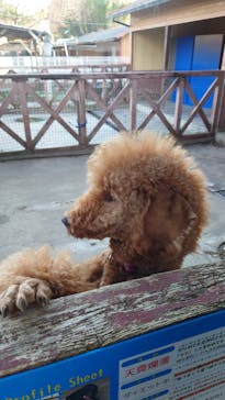 IPCわんわん動物園に投稿された画像（2024/12/26）