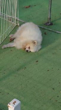 IPCわんわん動物園に投稿された画像（2024/12/26）