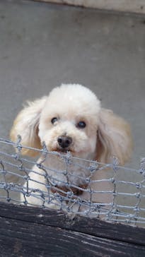 IPCわんわん動物園に投稿された画像（2024/12/26）