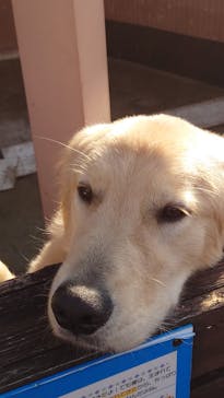 IPCわんわん動物園に投稿された画像（2024/12/26）