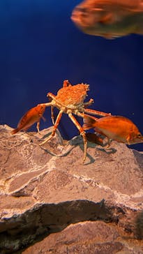 名古屋港水族館に投稿された画像（2024/12/26）