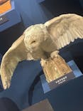 特別展「鳥 ～ゲノム解析が解き明かす新しい鳥類の系統～」国立科学博物館に投稿された画像（2024/12/26）