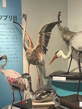 特別展「鳥 ～ゲノム解析が解き明かす新しい鳥類の系統～」国立科学博物館に投稿された画像（2024/12/26）