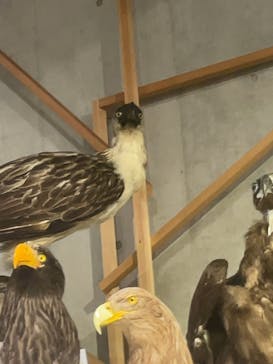 特別展「鳥 ～ゲノム解析が解き明かす新しい鳥類の系統～」国立科学博物館に投稿された画像（2024/12/26）