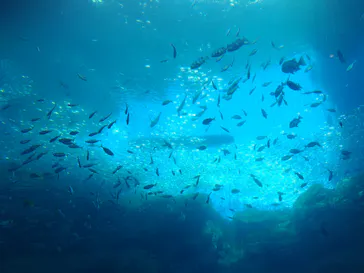 仙台うみの杜水族館に投稿された画像（2024/12/26）