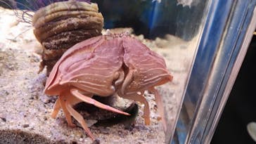 下田海中水族館に投稿された画像（2024/12/27）