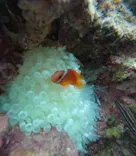 武藤潜水に投稿された画像（2024/12/27）