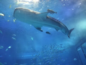 沖縄美ら海水族館に投稿された画像（2024/12/27）