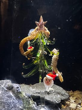 新江ノ島水族館に投稿された画像（2024/12/27）