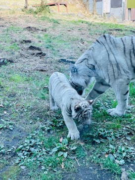 伊豆アニマルキングダムに投稿された画像（2024/12/27）