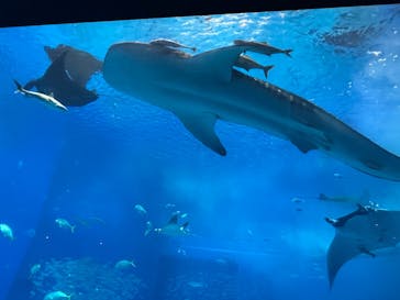 沖縄美ら海水族館に投稿された画像（2024/12/27）