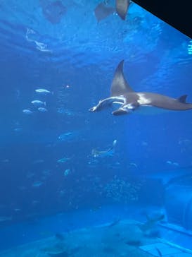 沖縄美ら海水族館に投稿された画像（2024/12/27）