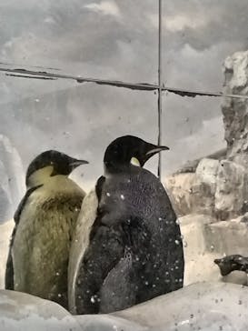 名古屋港水族館に投稿された画像（2024/12/27）
