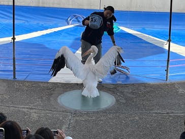 大分マリーンパレス水族館 「うみたまご」に投稿された画像（2024/12/27）