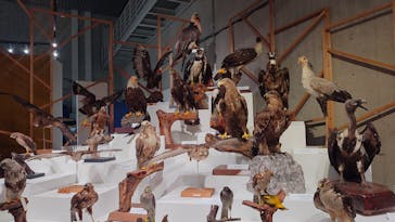 特別展「鳥 ～ゲノム解析が解き明かす新しい鳥類の系統～」国立科学博物館に投稿された画像（2024/12/27）