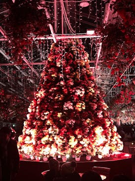 なばなの里に投稿された画像（2024/12/27）