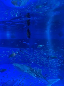 のとじま水族館に投稿された画像（2024/12/27）
