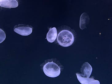 サンシャイン水族館に投稿された画像（2024/12/27）