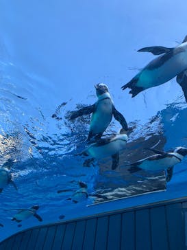 サンシャイン水族館に投稿された画像（2024/12/27）