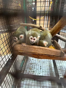 那須ワールドモンキーパークに投稿された画像（2024/12/27）